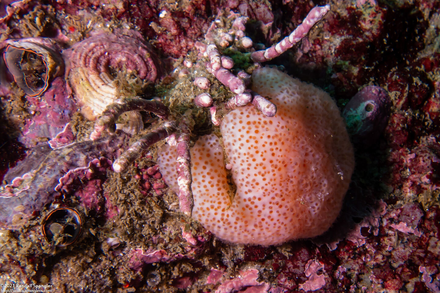 Eudistoma molle (Eudistoma Molle)