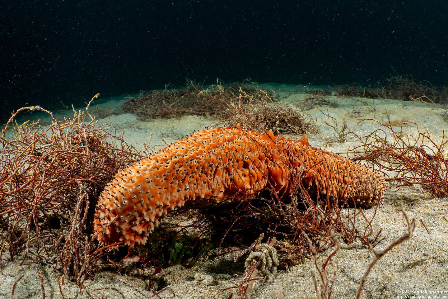 Apostichopus parvimensis (Warty Sea Cucumber)