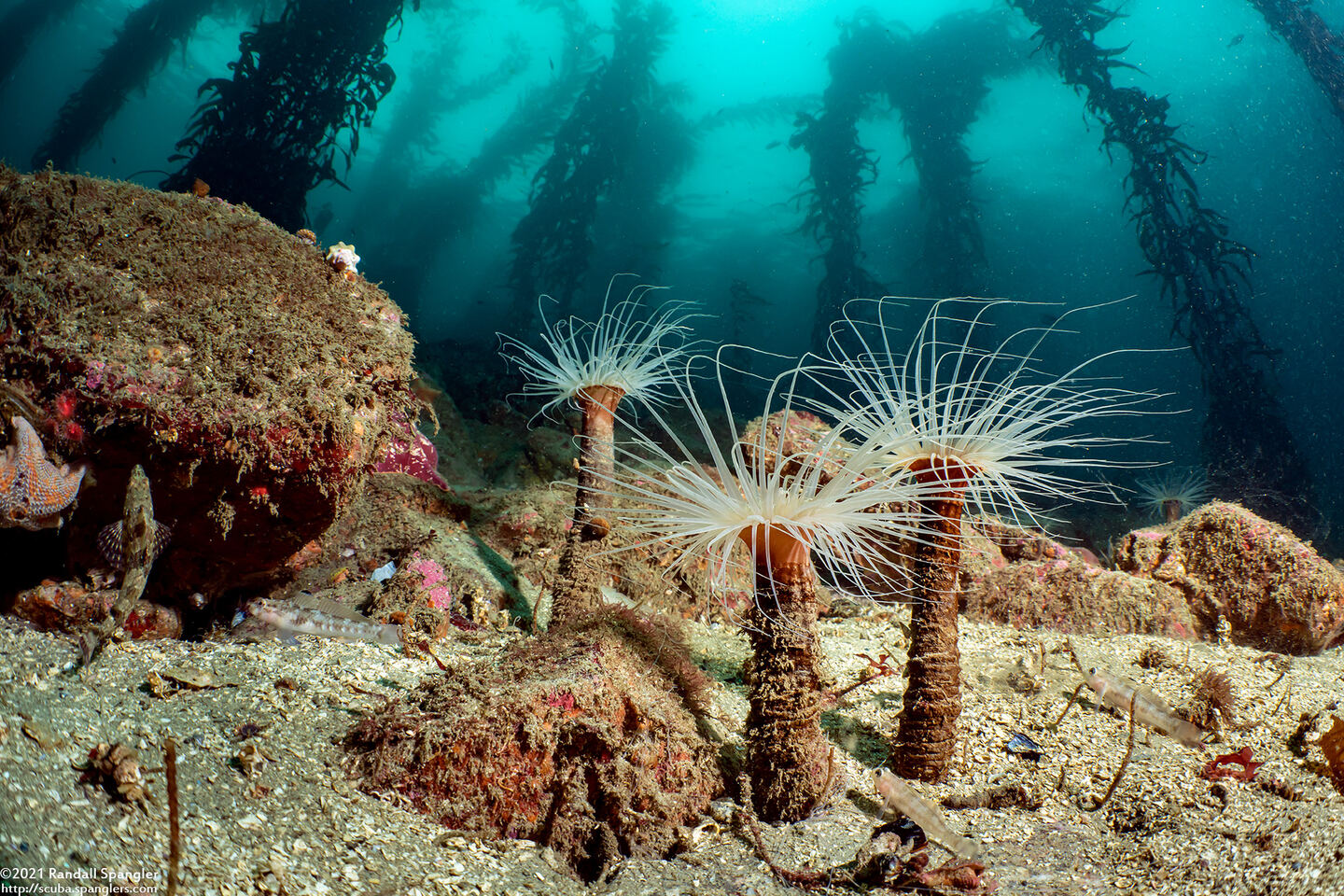 Pachycerianthus fimbriatus (Tube-Dwelling Anemone)