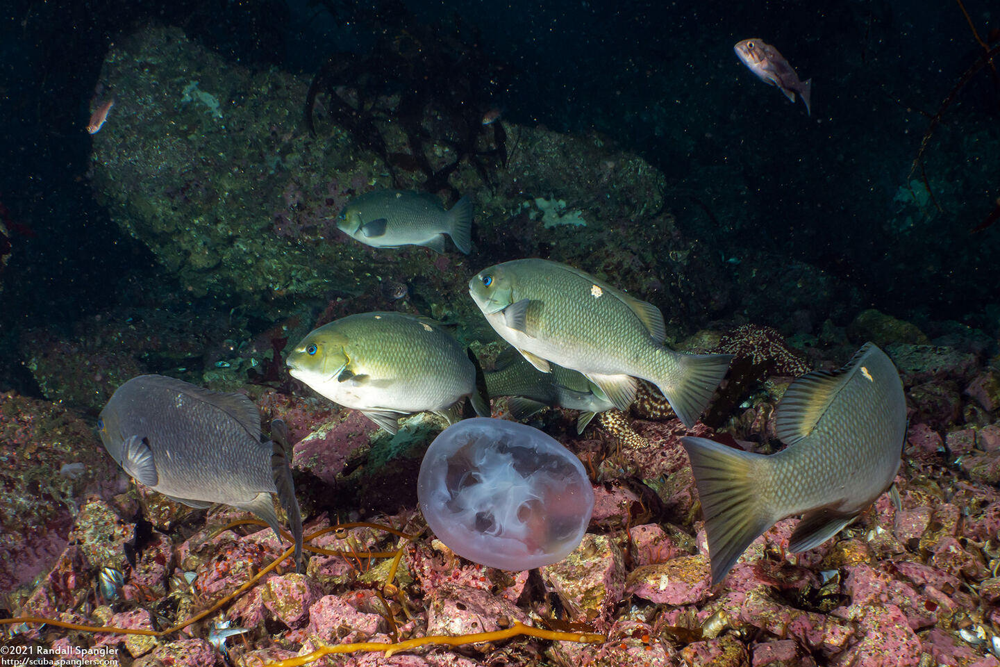 Girella nigricans (Opaleye)