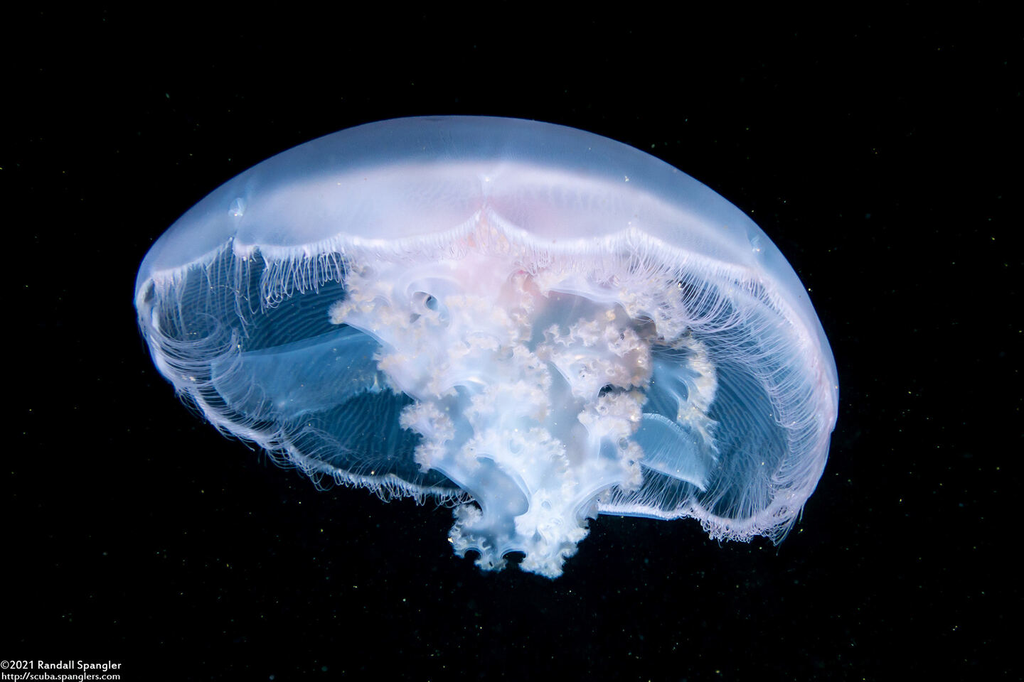 Aurelia aurita (Moon Jelly)