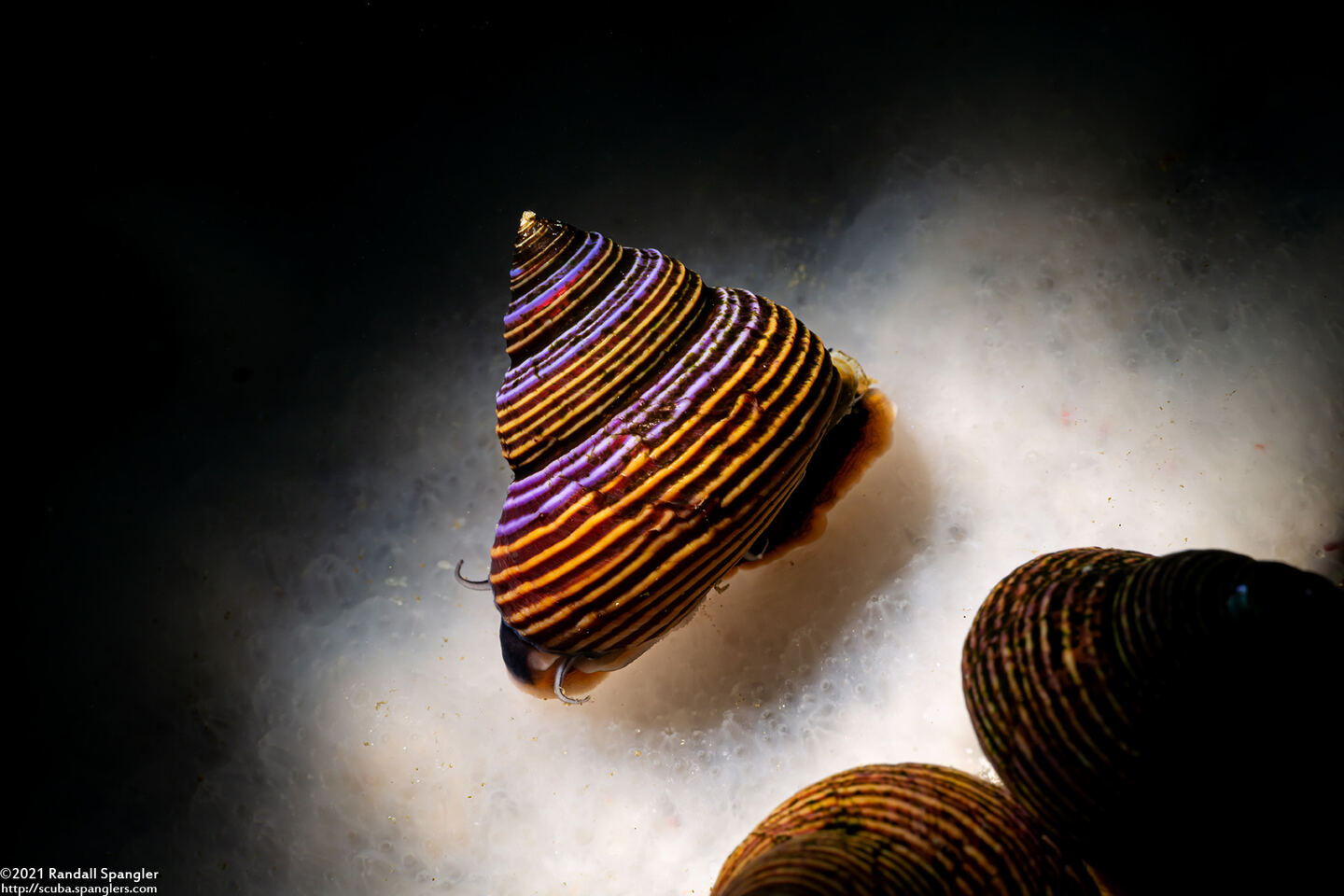 Calliostoma ligatum (Blue Top Snail)