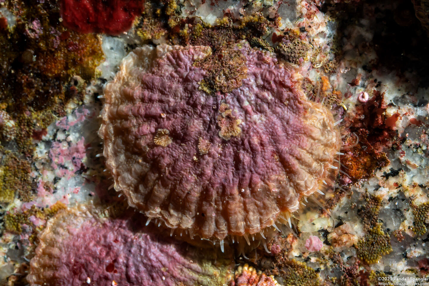Pododesmus macrochisma (Abalone Jingle)