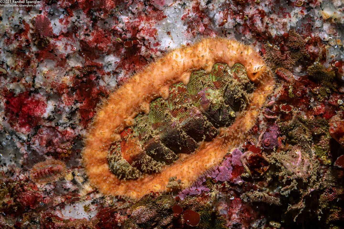 Mopalia ciliata (Hairy Chiton); Look carefully for two tiny chitons