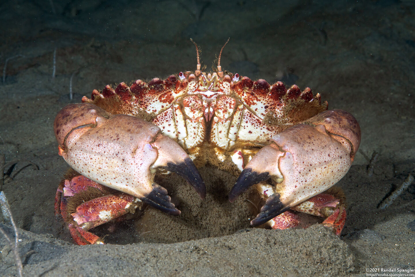 Romaleon antennarium (Pacific Rock Crab); With eggs
