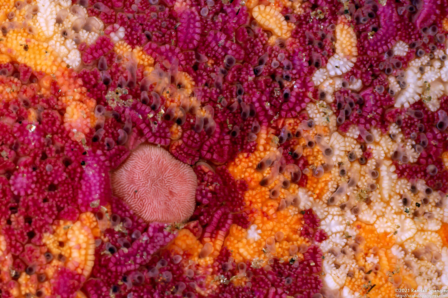 Patiria miniata (Bat Star); Close-up of back