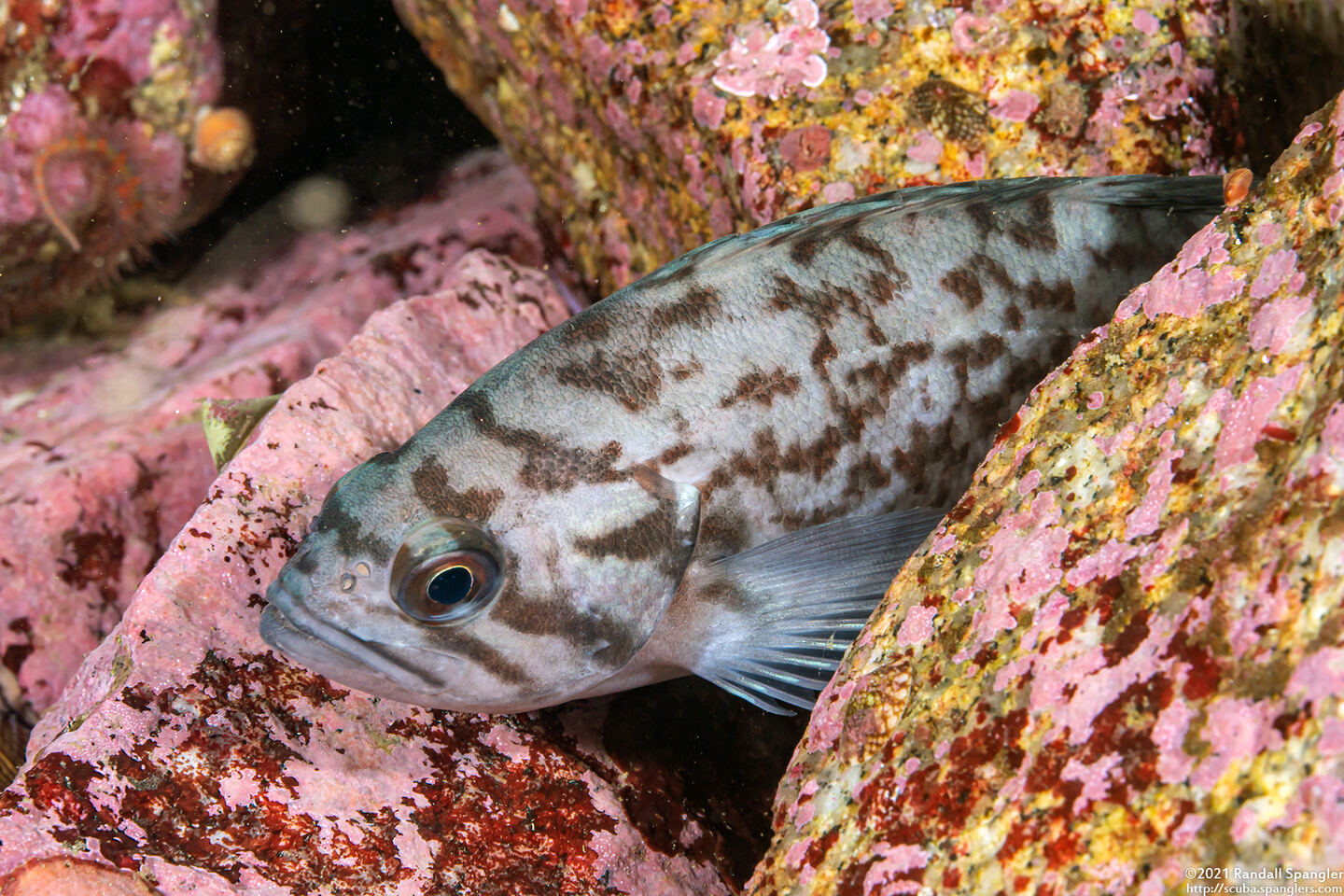 Sebastes mystinus (Blue Rockfish)