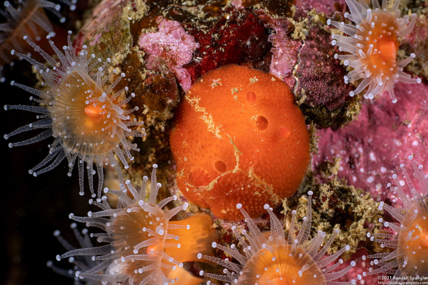 Aldisa sanguinea (Red Aldisa)