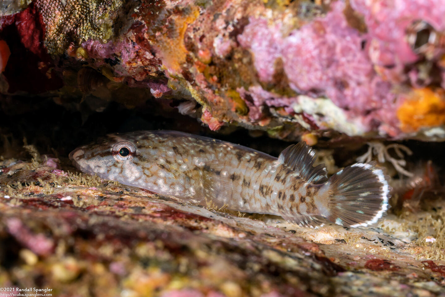 Gobiesox maeandricus (Northern Clingfish)