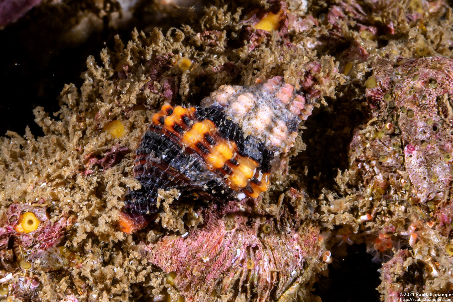 Hesperaptyxis luteopictus (Painted Spindle)