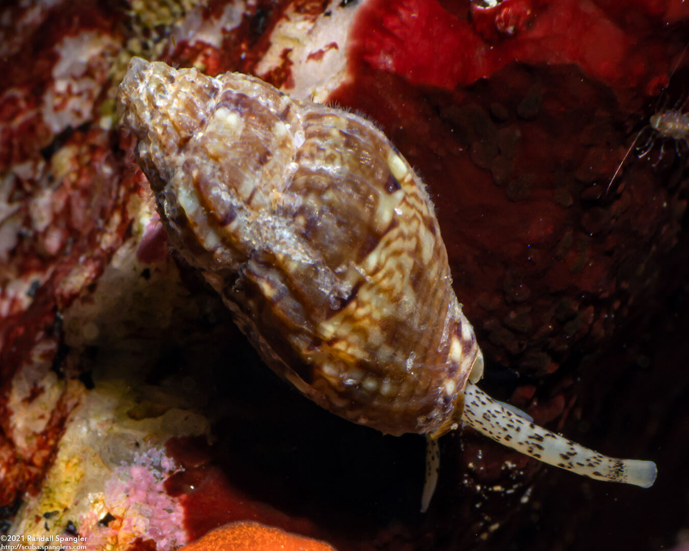 Amphissa versicolor (Variegate Amphissa)