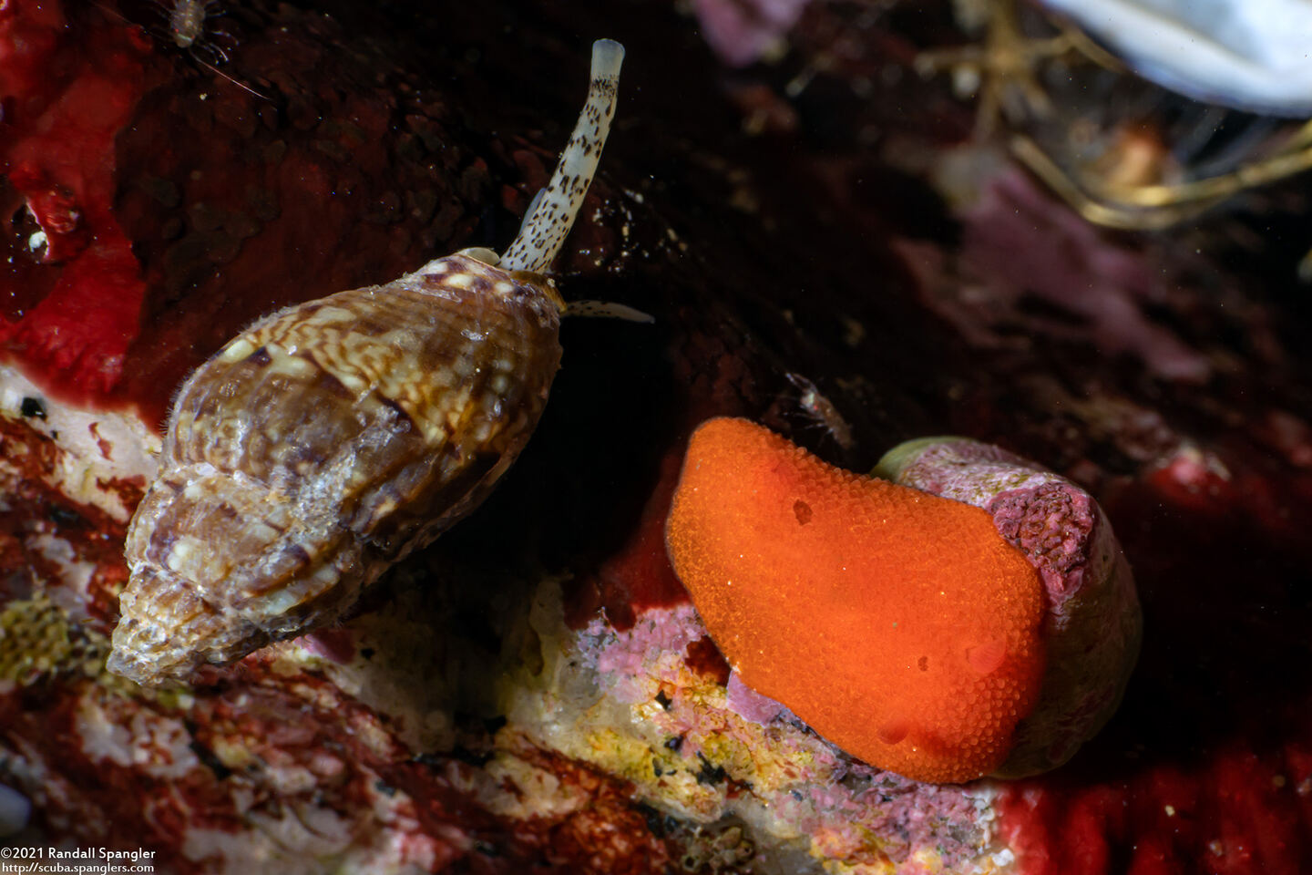 Aldisa sanguinea (Red Aldisa)