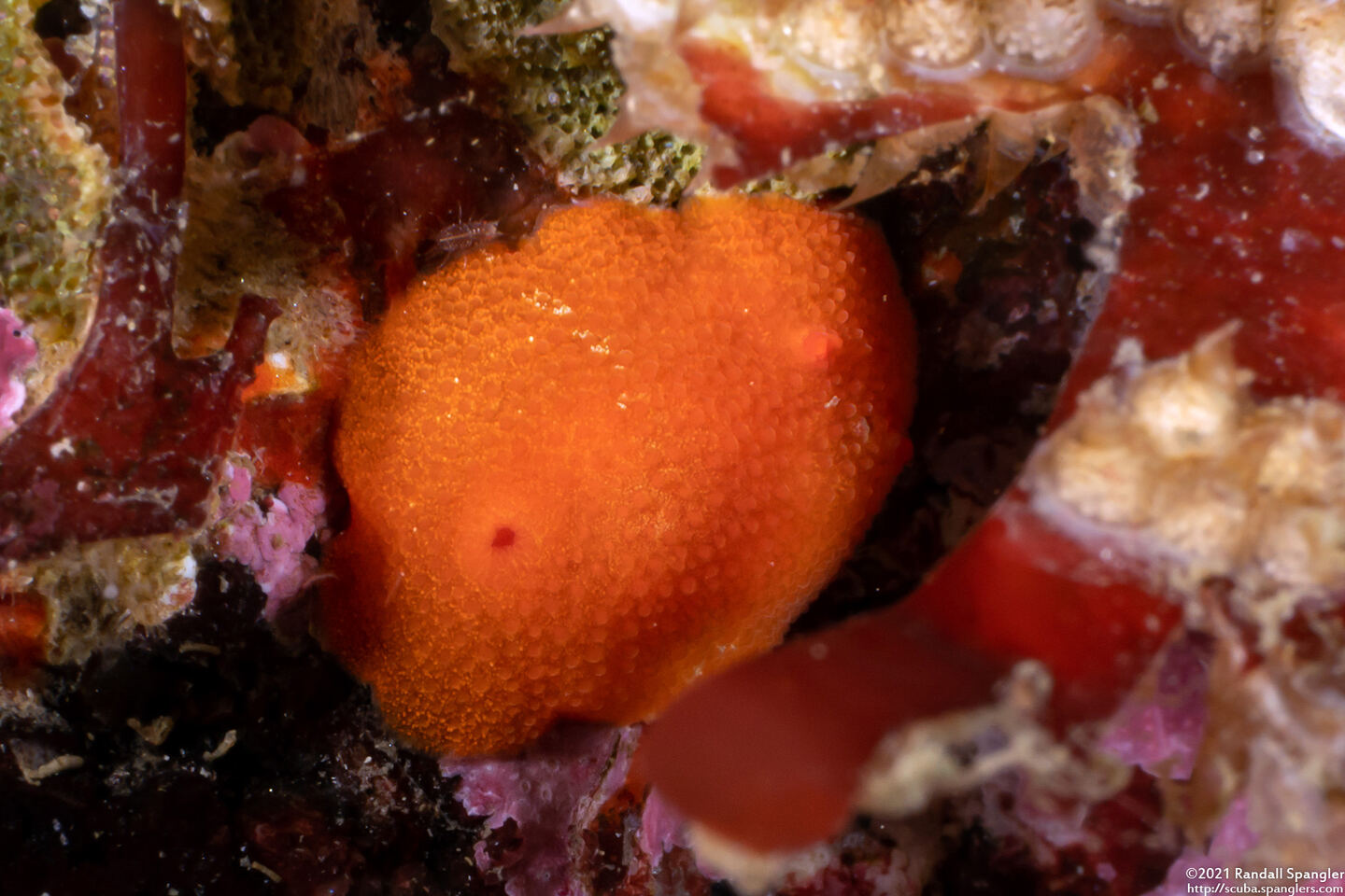 Aldisa sanguinea (Red Aldisa)