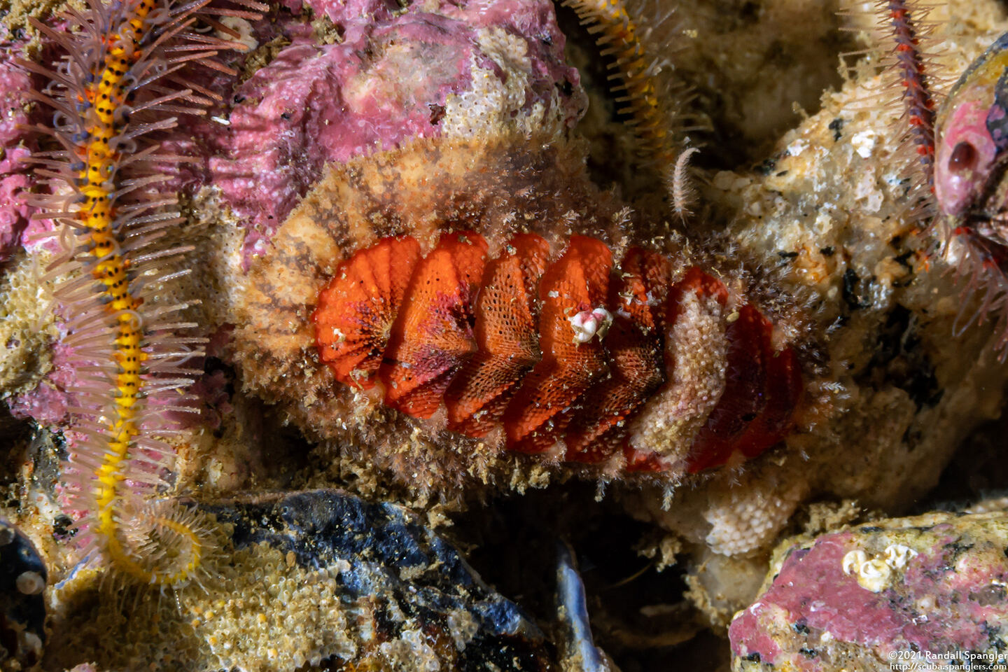 Mopalia spectabilis (Red-Flecked Mopalia)