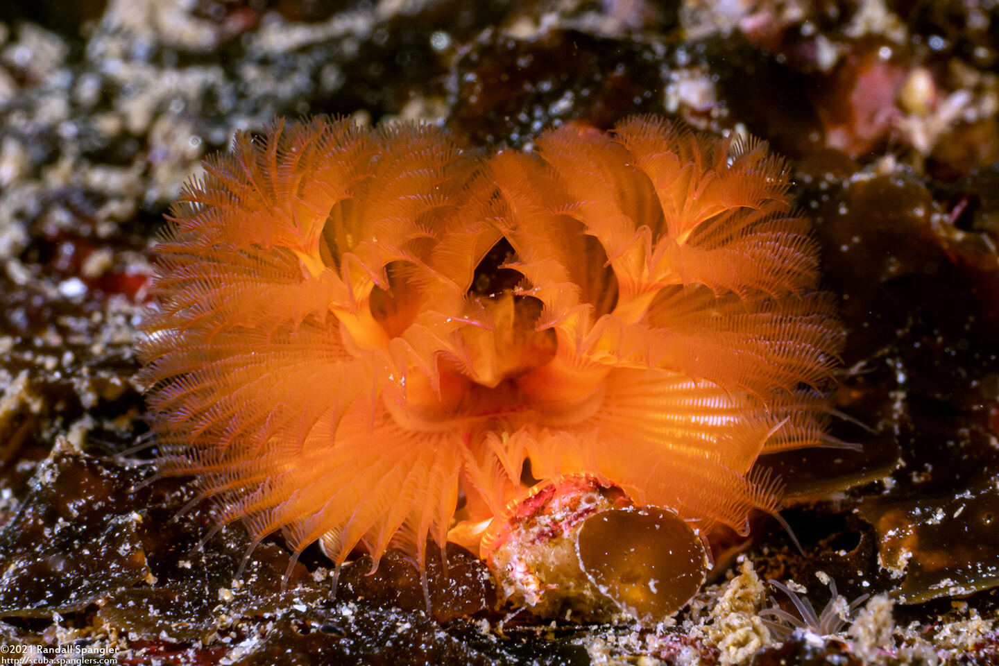 Spirobranchus spinosus (Christmas Tree Worm)