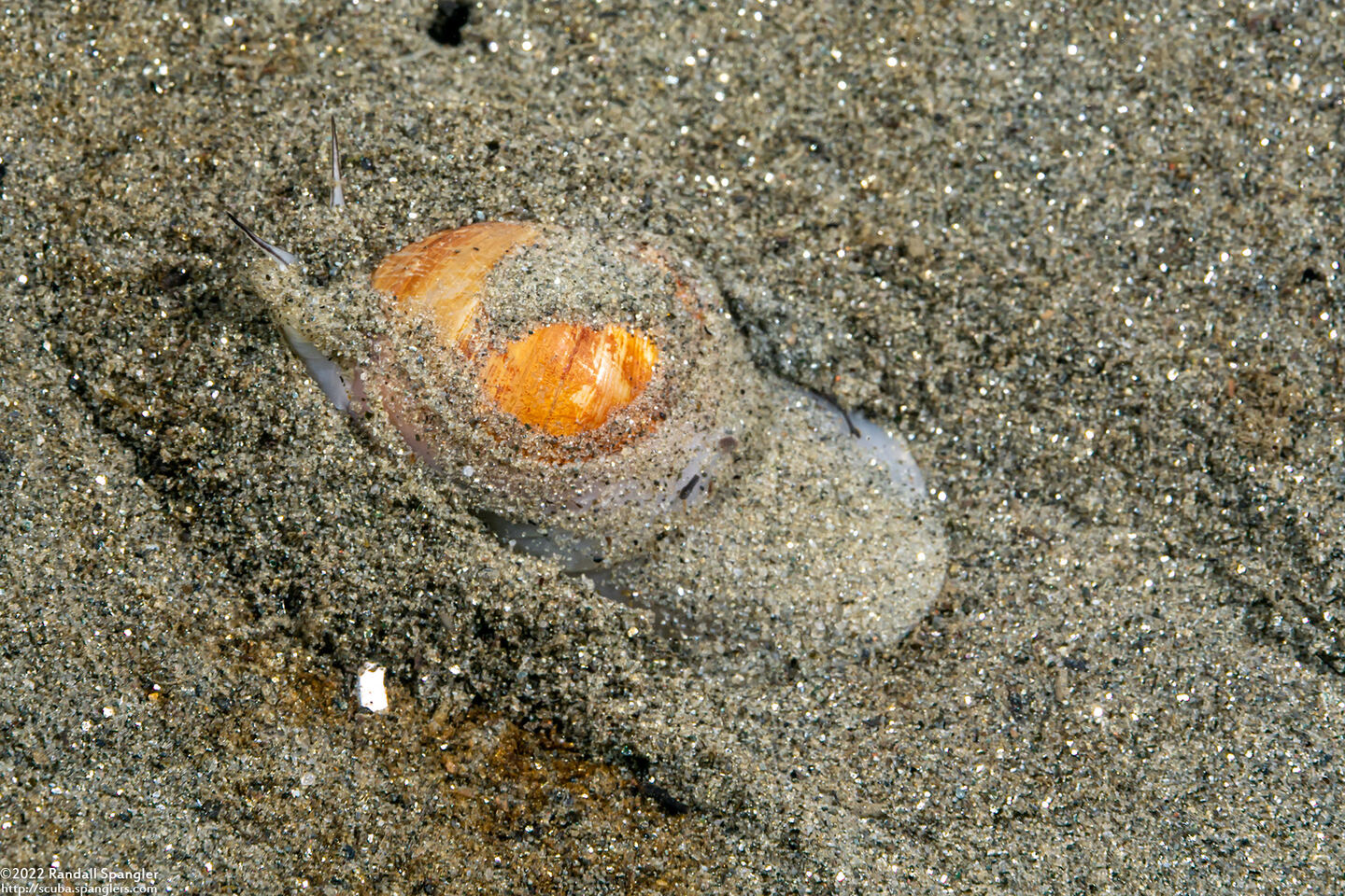 Neverita lewisii (Lewis's Moon Snail)