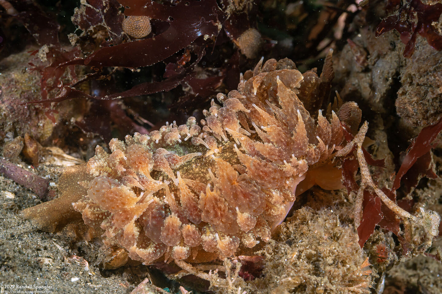 Dirona picta (Colorful Dirona)