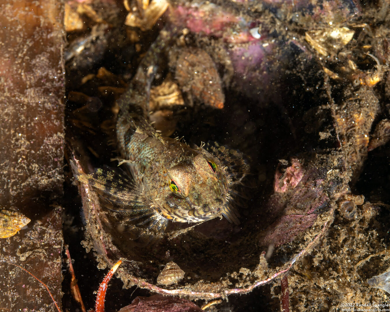 Orthonopias triacis (Snubnose Sculpin)