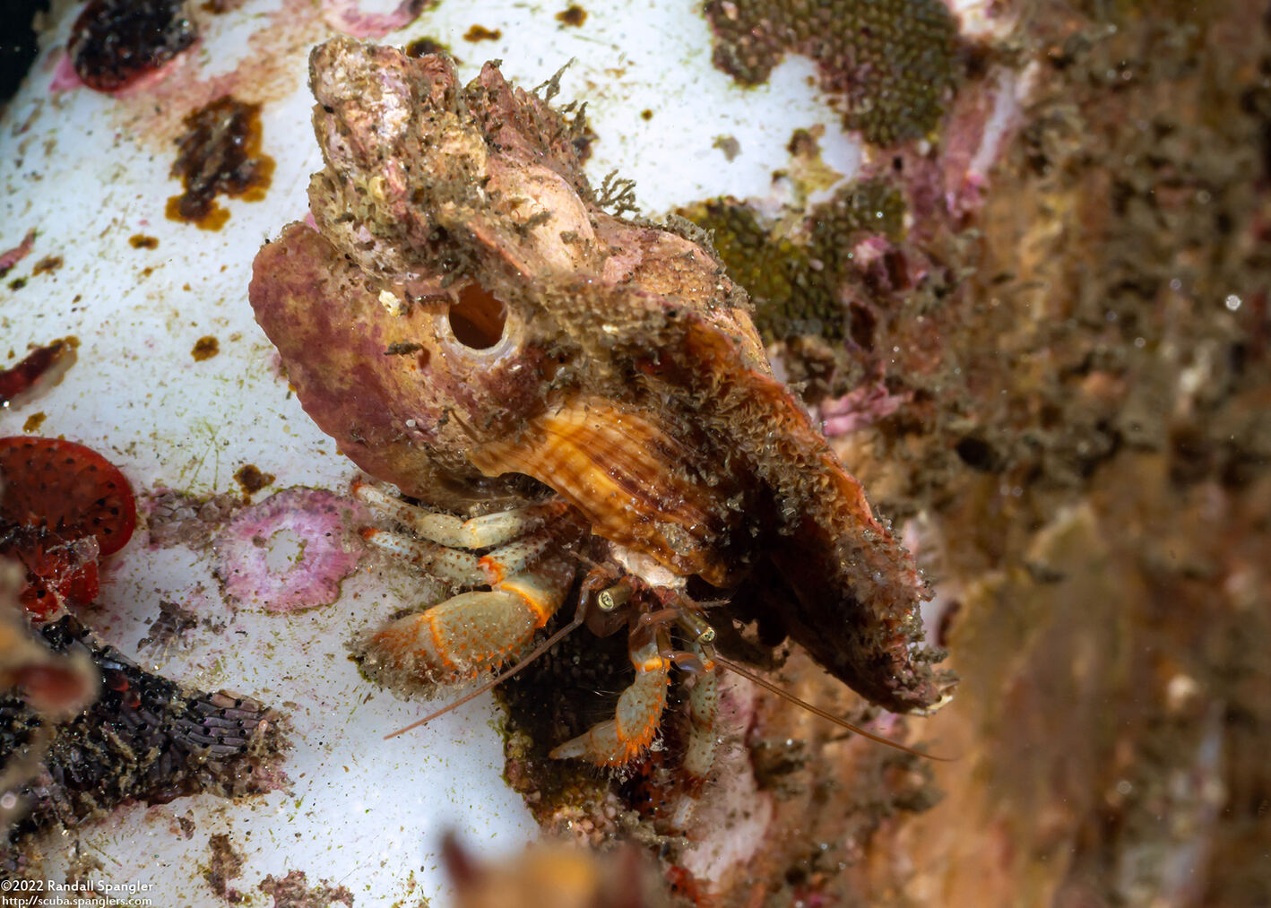 Pagurus beringanus (Bering Hermit Crab)