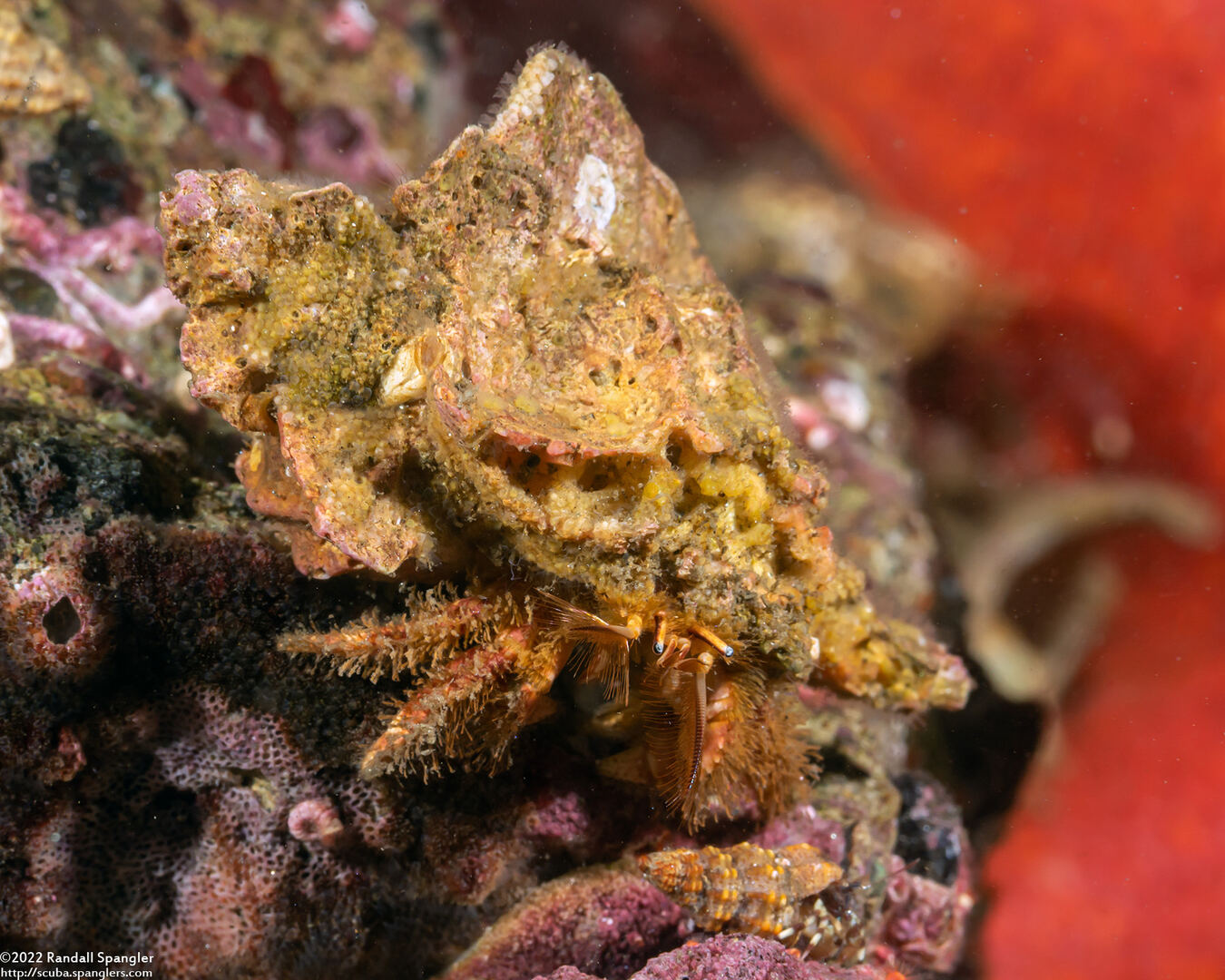 Paguristes ulreyi (Furry Hermit Crab)