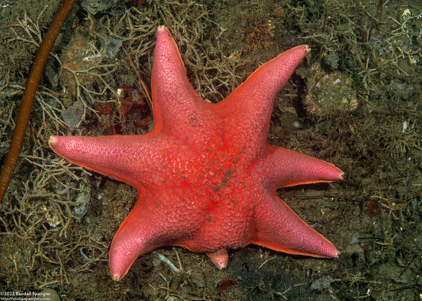 Patiria miniata (Bat Star)
