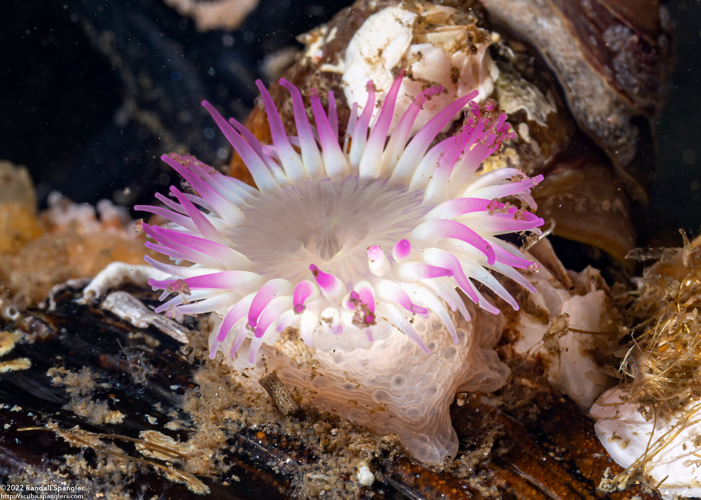 Anthopleura sola (Sunburst Anemone)