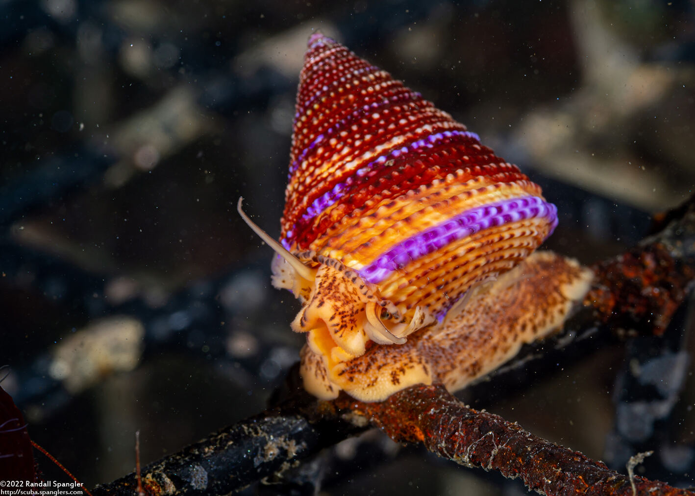 Calliostoma annulatum (Blue-Ring Top Snail)