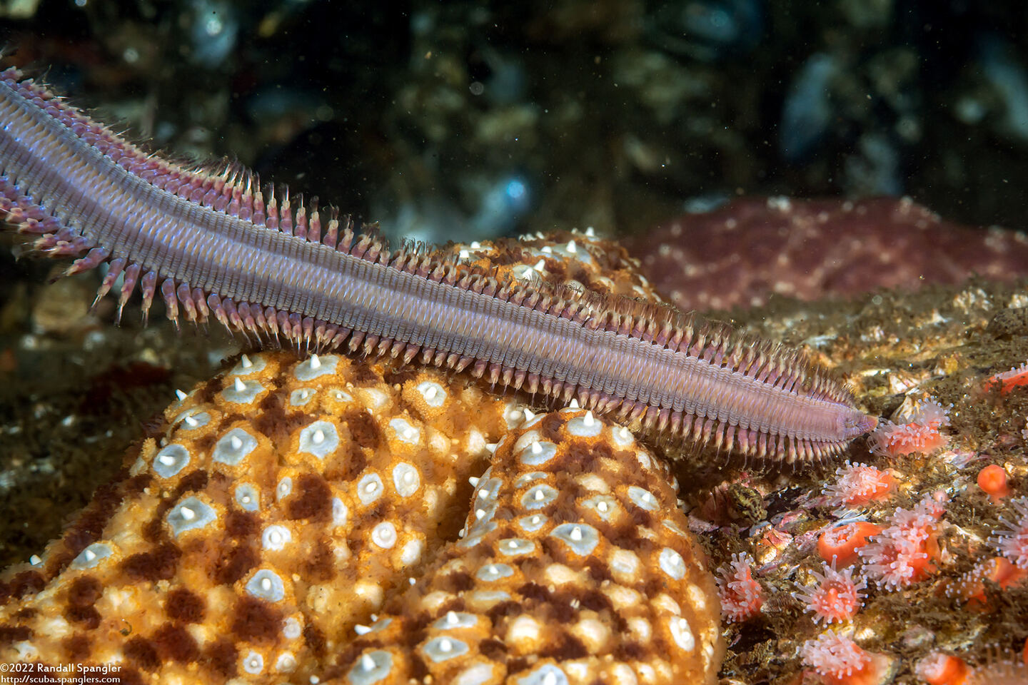 Glycera robusta (Bloodworm)