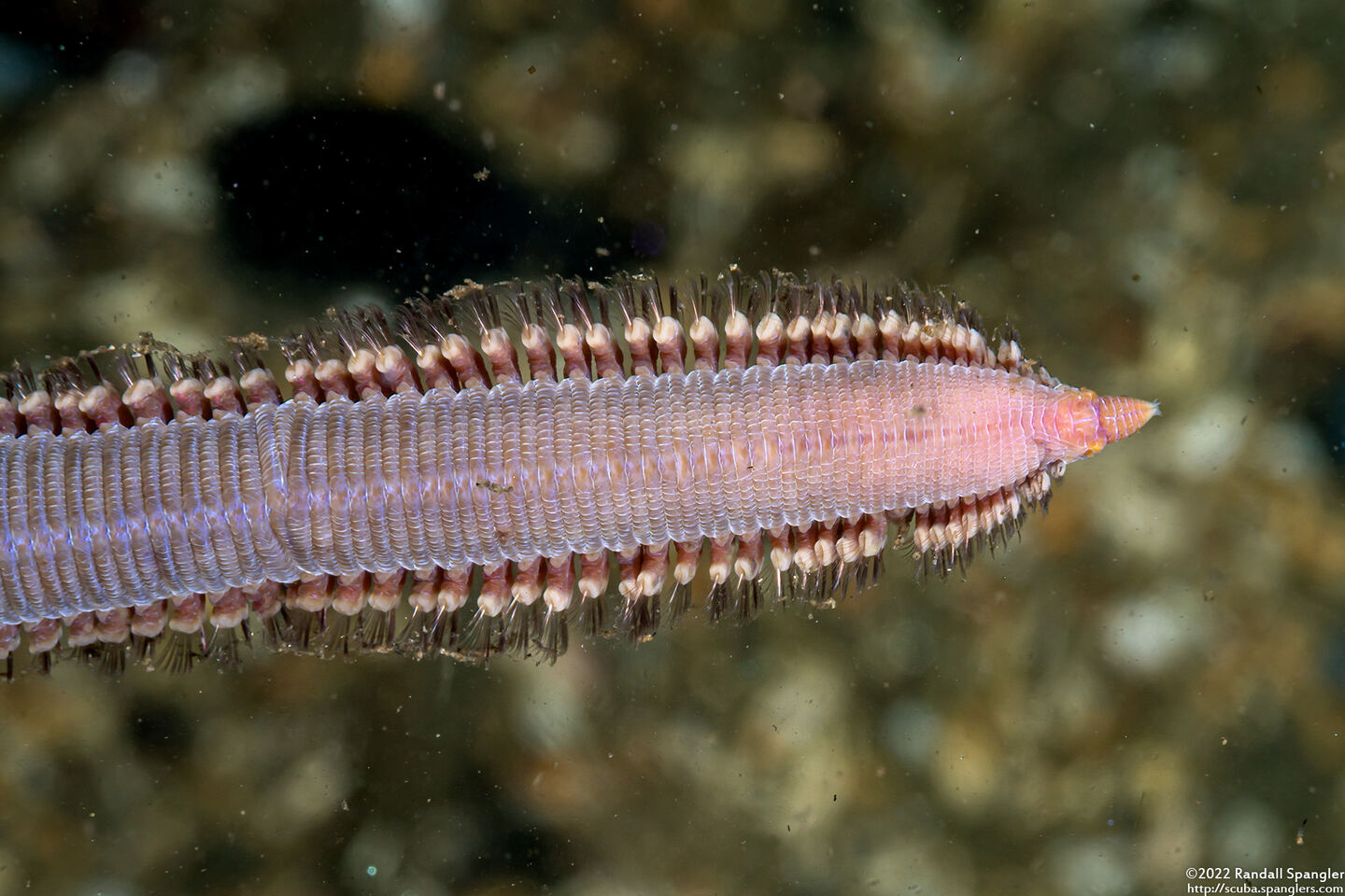 Glycera robusta (Bloodworm)