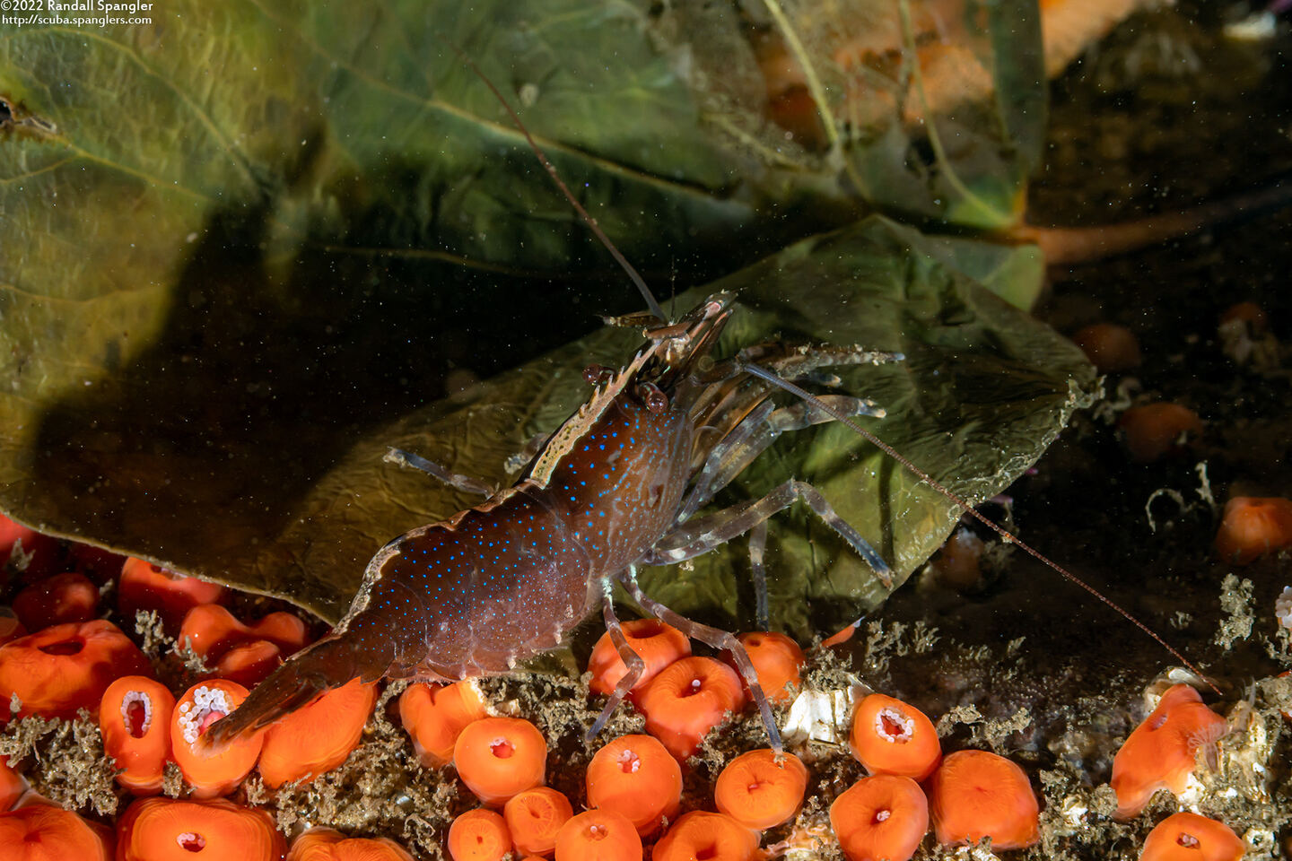 Heptacarpus palpator (Intertidal Coastal Shrimp)