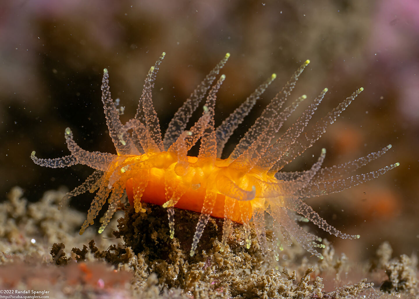 Balanophyllia elegans (Orange Cup Coral)
