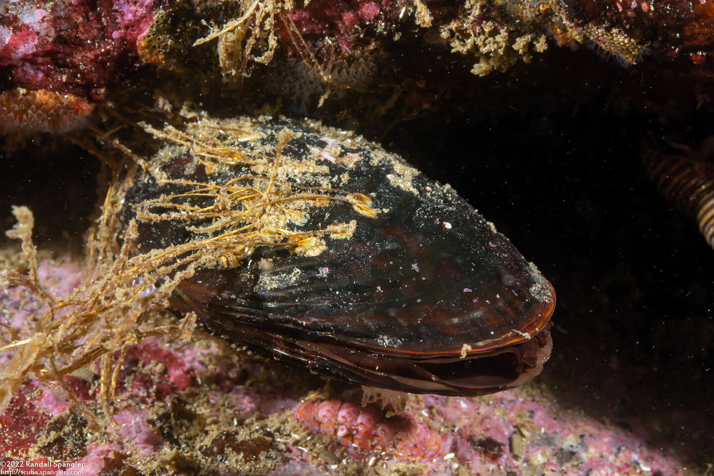 Mytilus galloprovincialis (Mediterranean Mussel)