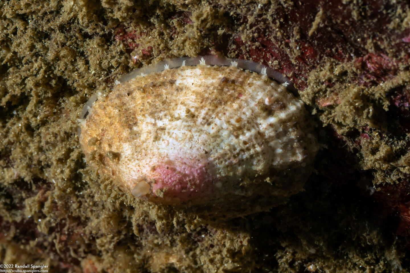 Diodora aspera (Keyhole Limpet)
