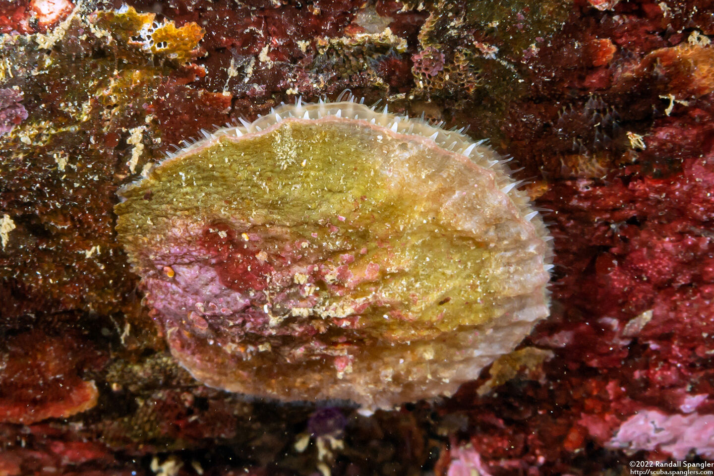 Pododesmus macrochisma (Abalone Jingle)