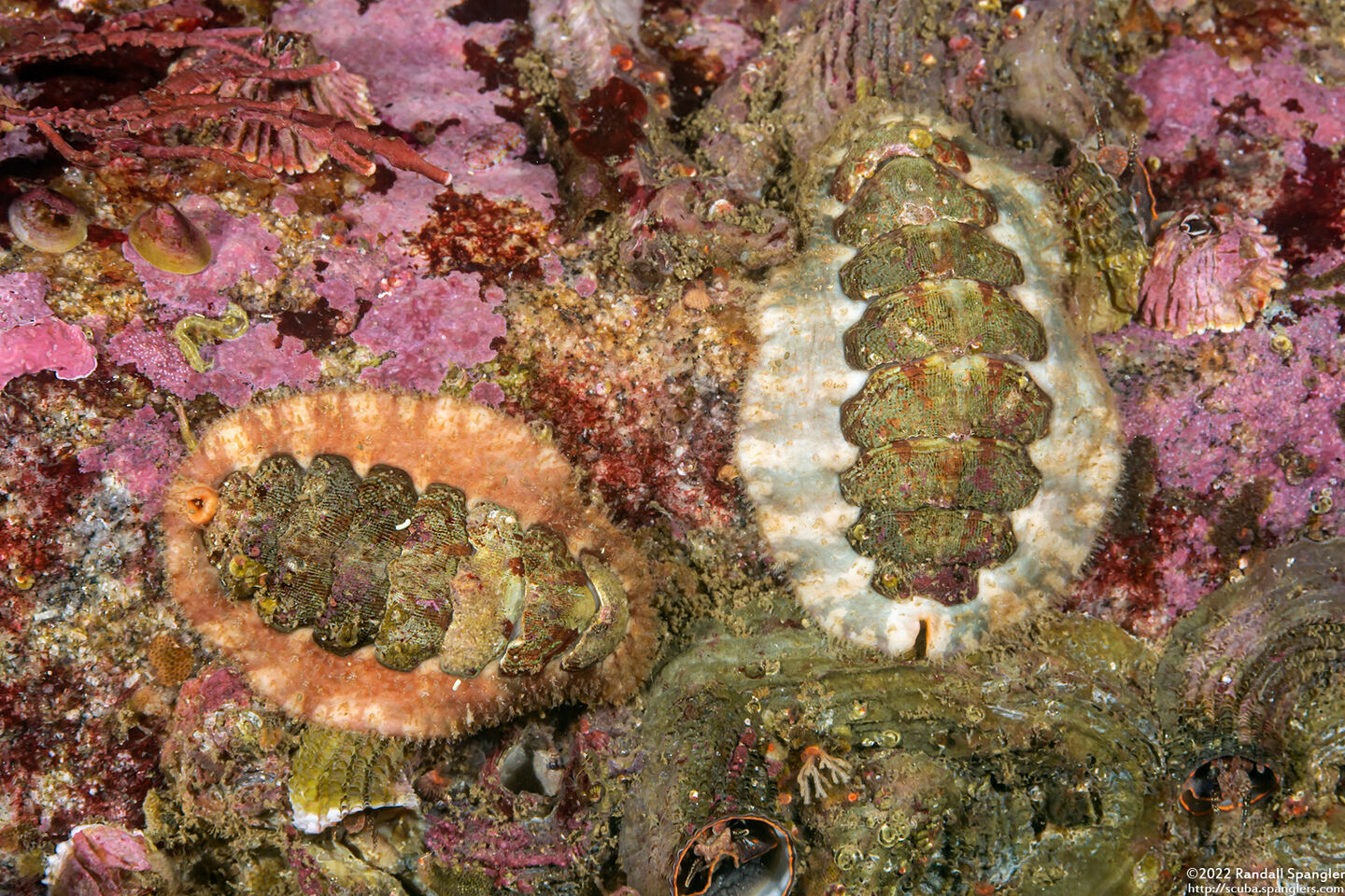 Mopalia spectabilis (Red-Flecked Mopalia)