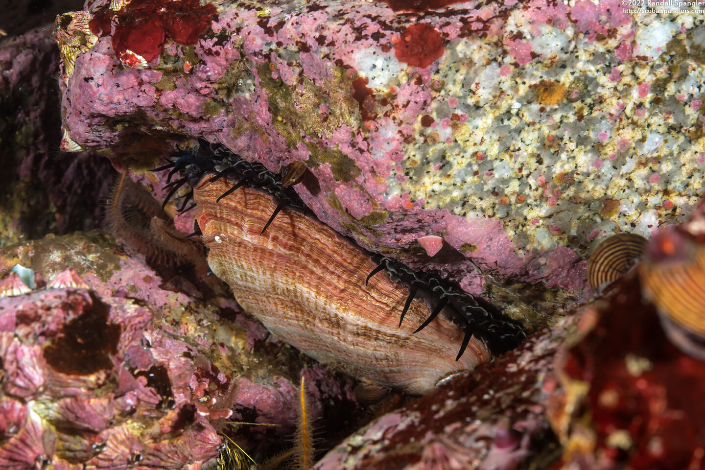 Haliotis rufescens (Red Abalone)