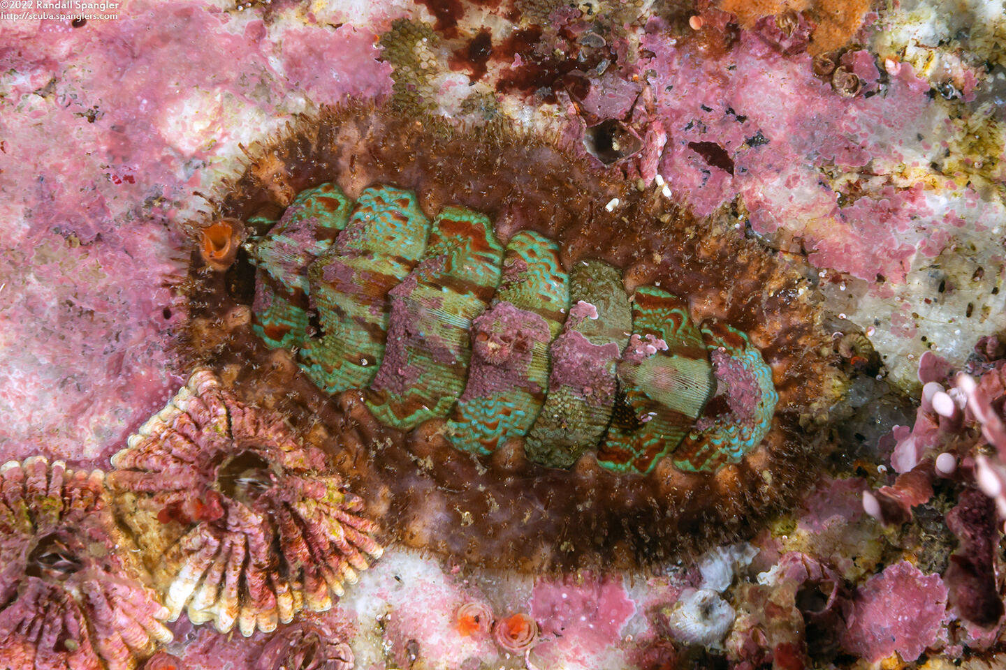 Mopalia spectabilis (Red-Flecked Mopalia)