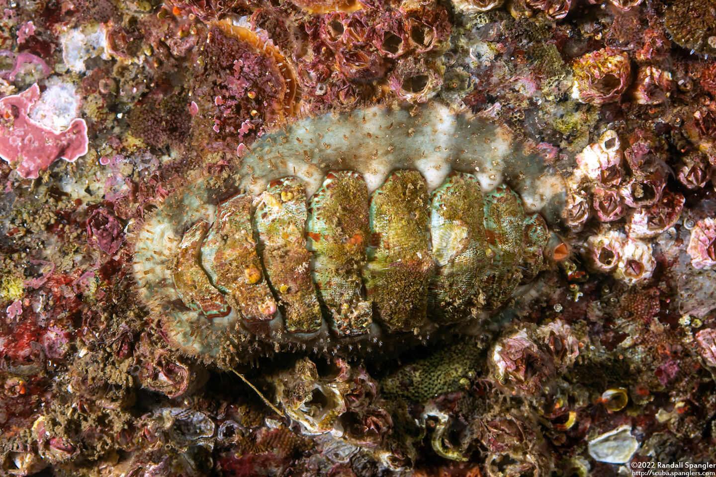 Mopalia spectabilis (Red-Flecked Mopalia)