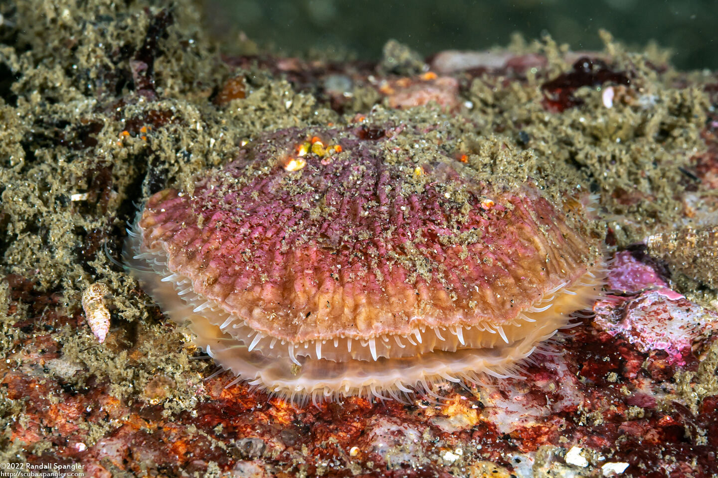 Pododesmus macrochisma (Abalone Jingle)