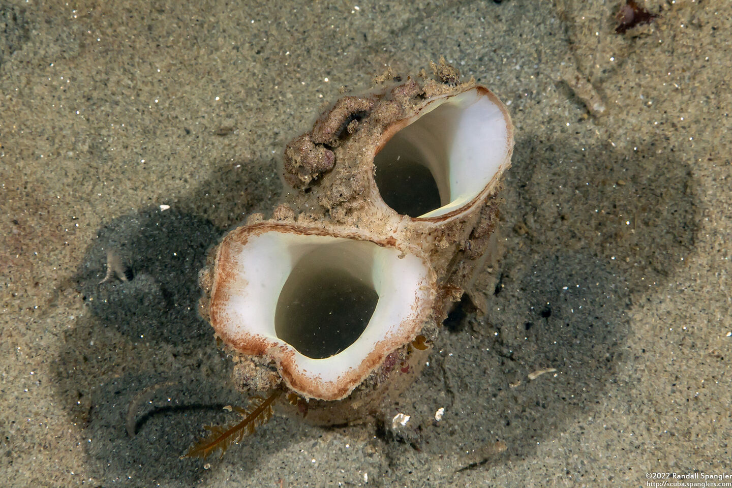 Panopea generosa (Geoduck Clam)