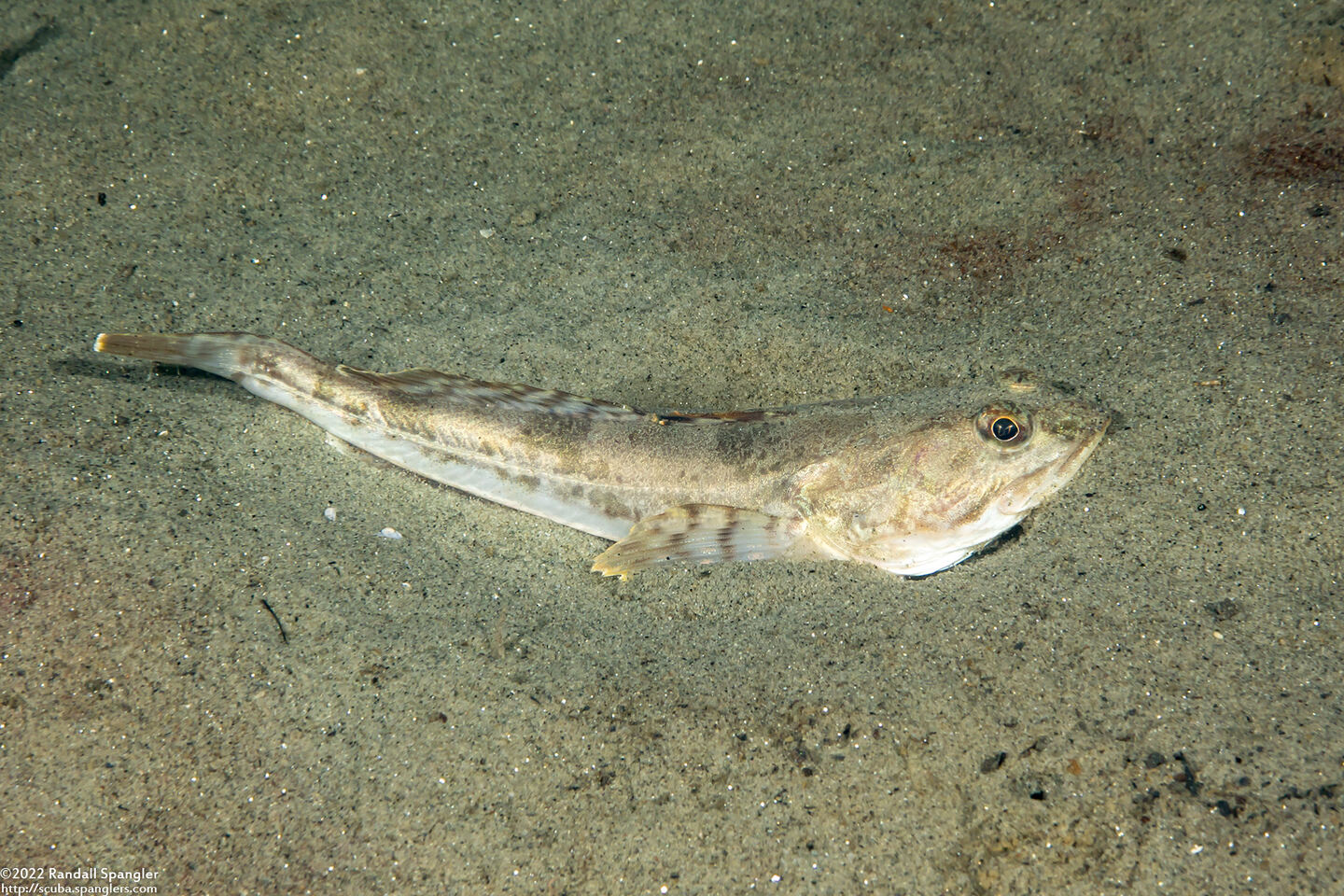 Leptocottus armatus (Pacific Staghorn Sculpin)