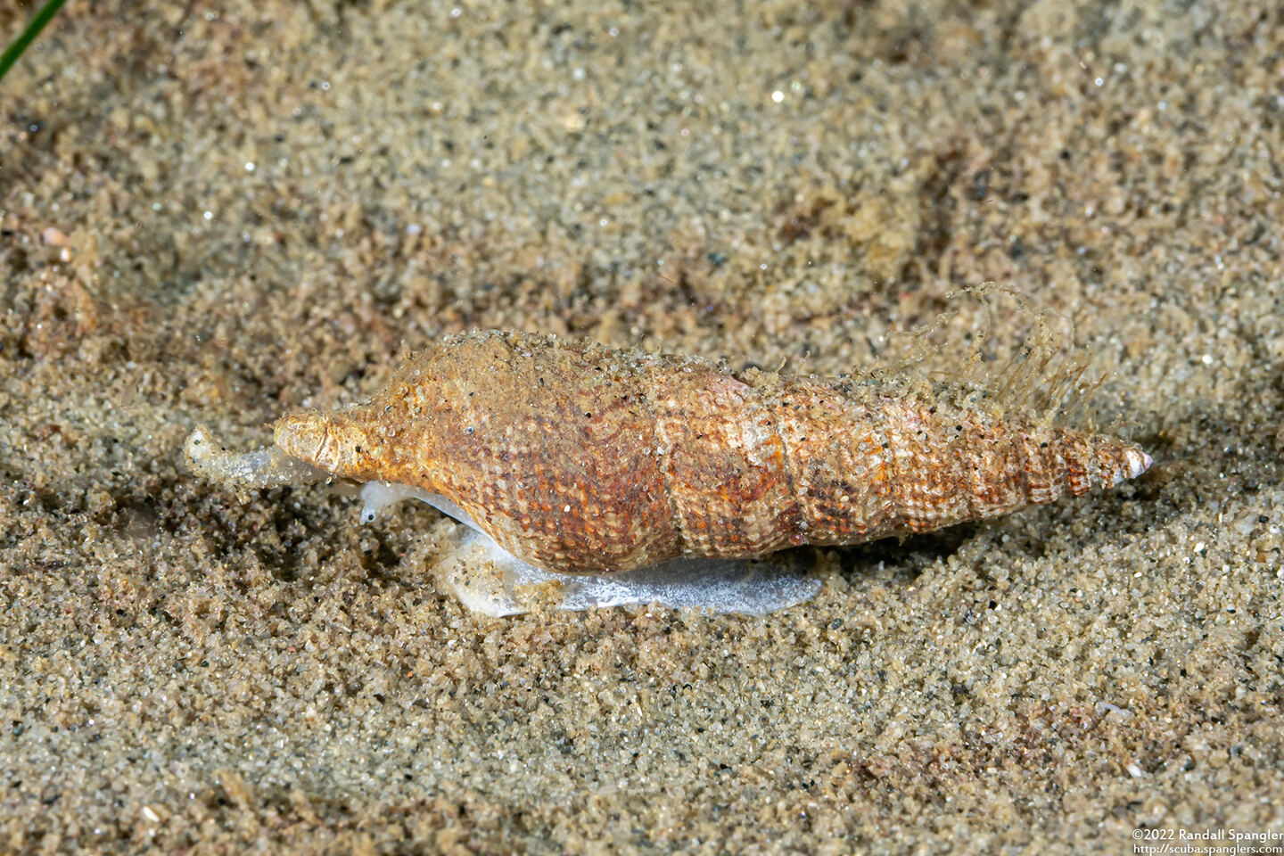 Ophiodermella inermis (Mudflat Snail)