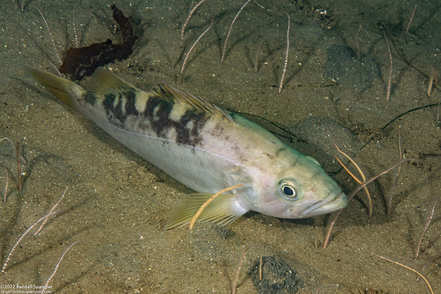 Sebastes serranoides (Olive Rockfish)