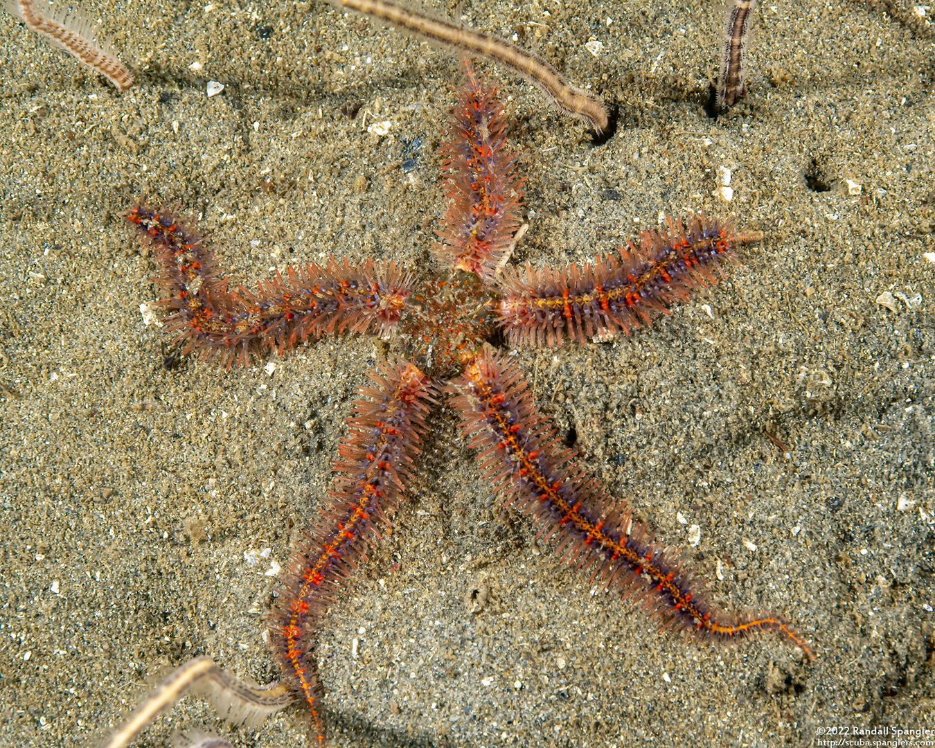 Ophiothrix spiculata (Spiny Brittle Star)