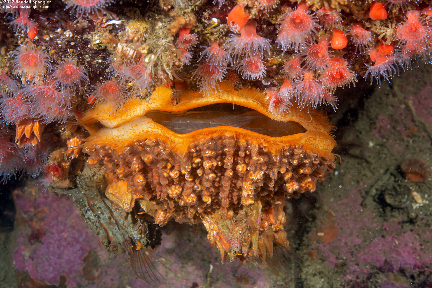 Crassadoma gigantea (Rock Scallop)