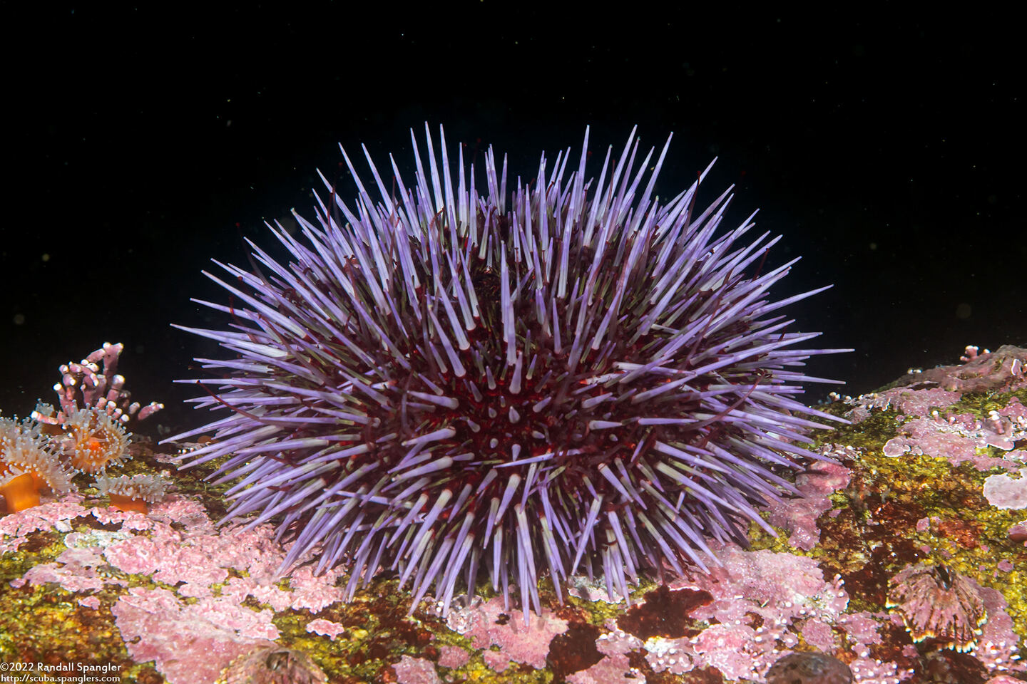 Strongylocentrotus purpuratus (Purple Sea Urchin)