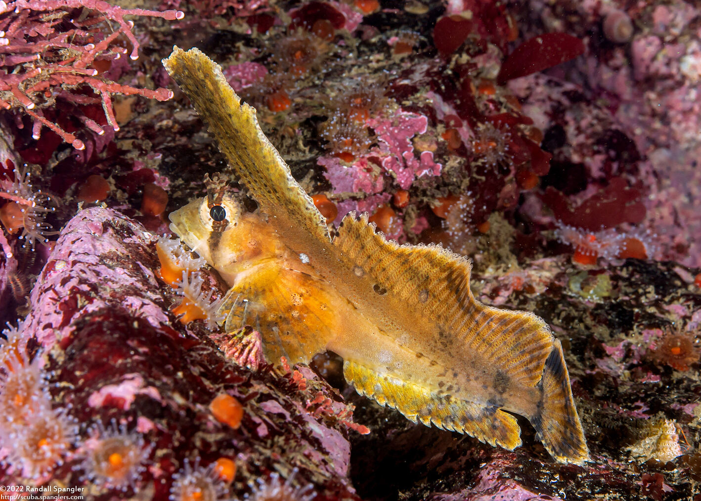 Nautichthys oculofasciatus (Sailfin Sculpin)