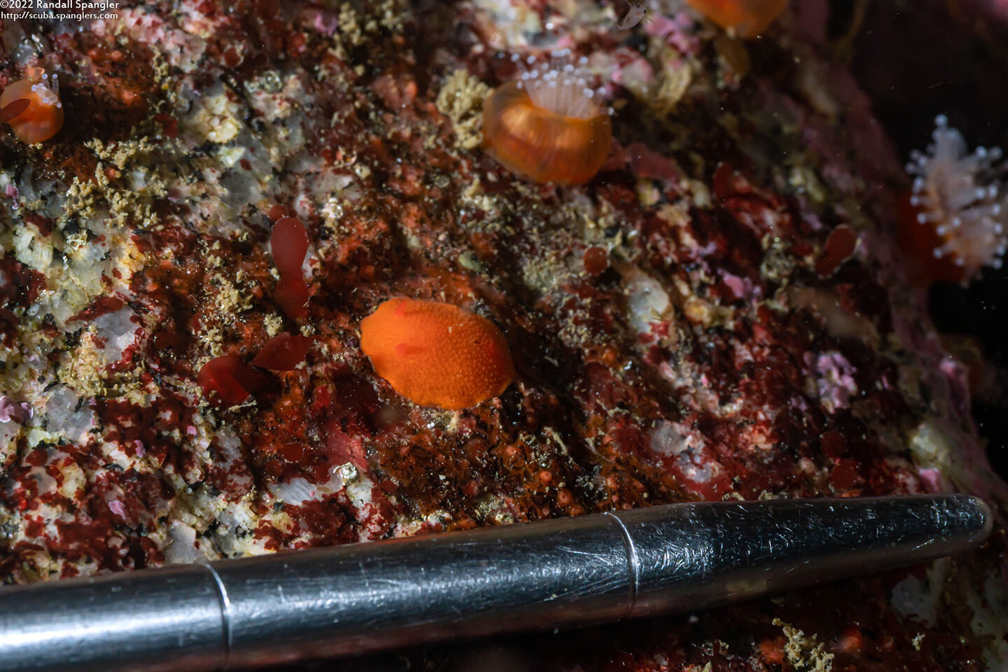 Aldisa sanguinea (Red Aldisa)