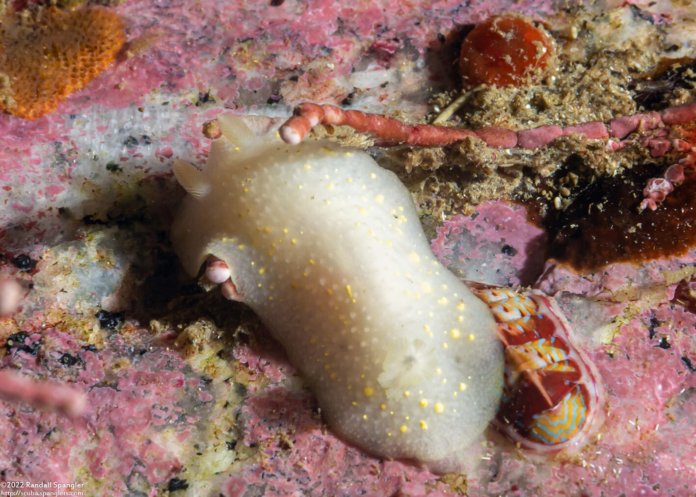 Cadlina modesta (Modest Cadlina)