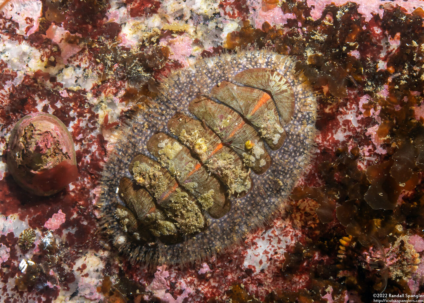 Mopalia lignosa (Woody Chiton)